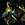 morrischris