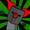 trickytheclown123