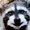 smilewithraccoons