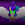 ArcanusMagi