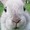 SillyRabbitAnime