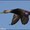Daffy-Duck321654987