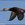Daffy-Duck321654987