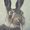 hugsbunnikins