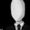 SlenderStephano