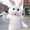 MrKingBunny