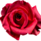 ROSE42069
