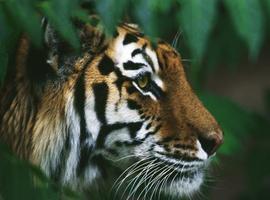 tigerkitty