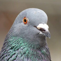 TheBirdQueen