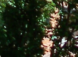 MonkeyMan62