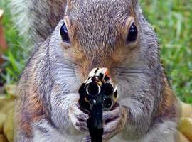 BarkingDeathSquirrel