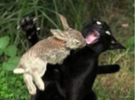 angerbunny
