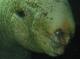 Linisinaru