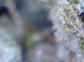 JakFro5t
