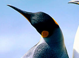 FlamingHiei