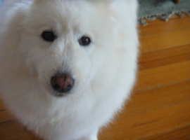Eski-The-Dog
