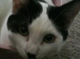 littleoaf
