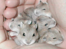 muffs
