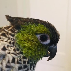 oddfellowfloyd