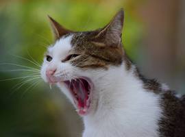 Fierra