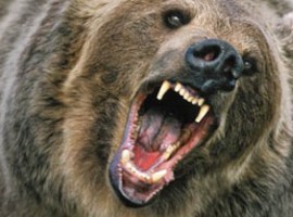 UltraBear