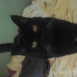 Catperson16