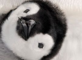 Cute-Penguin
