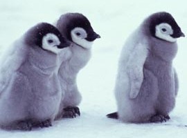 evilpenguin17