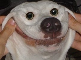 FigishPig3000