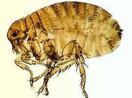 humanflea23