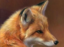Alter-Fox