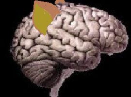 AnimalBrains