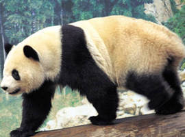 PandaSausage
