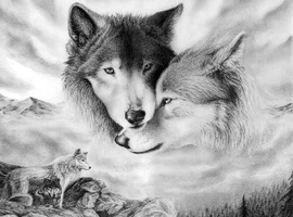 Wolf1777
