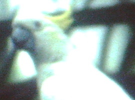 polarhei