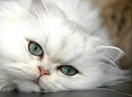 FloppyNeko