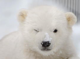 ghostcub
