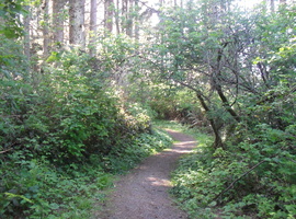 iilohak