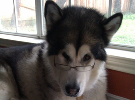 Tecwolf