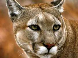 green-cougar