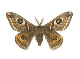 lynxcool
