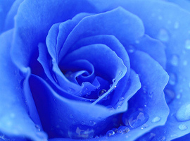 Bluerosefma
