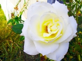 rogerace