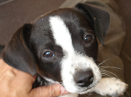 seadog1