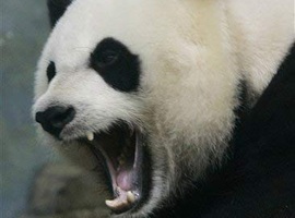 3RabidPandas
