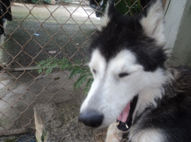 wolf593