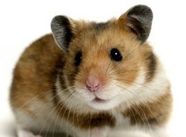 jacklehamster