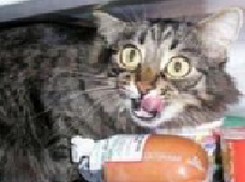 GiveMeAllYourCats