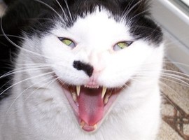 CatAlex