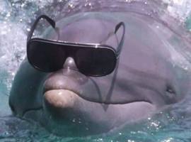dutchiscool